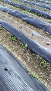 サツマイモ被害_03