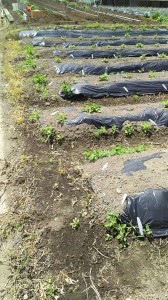 サツマイモ被害_01