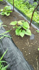 サツマイモ被害_08