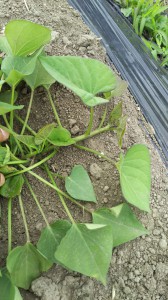 サツマイモ被害_05