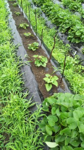 サツマイモ被害_07