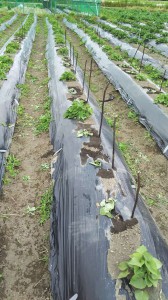 サツマイモ被害_06