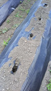 サツマイモ被害_04