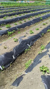 サツマイモ被害_02